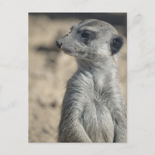 Funny Meerkat Postkarte (Vorderseite)