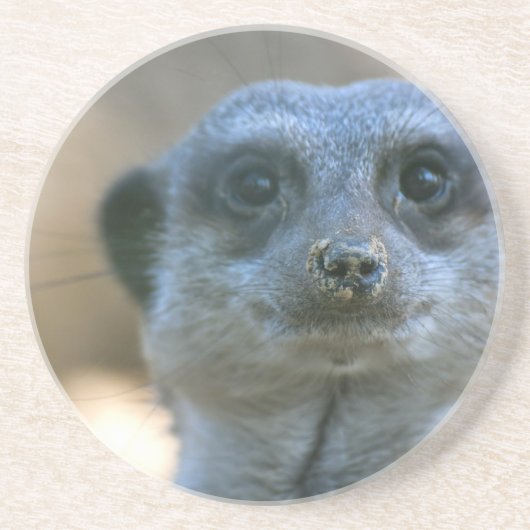 Funny Meerkat Sandstein Untersetzer (Vorne)