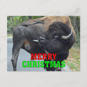 Funny Merry Christmas Bull Bison Licking Testicles Feiertagspostkarte