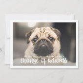 Funny Modern change Address Pet Dog Foto Einladung (Vorderseite)