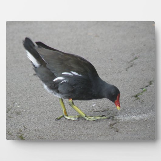 Funny Moorhen Nehmen Sie die Bow Plaque Fotoplatte (Vorderseite)