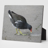Funny Moorhen Nehmen Sie die Bow Plaque Fotoplatte (Seite)