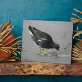 Funny Moorhen Nehmen Sie die Bow Plaque Fotoplatte (Seite)