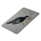Funny Moorhen Nehmen Sie ein Bow Premium Magnet (Linke Seite)
