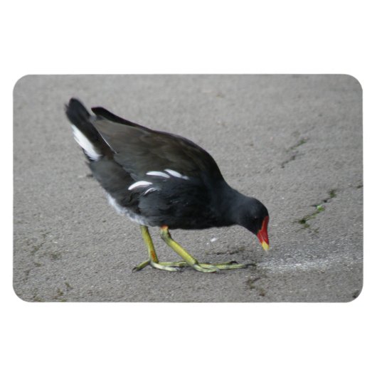 Funny Moorhen Nehmen Sie ein Bow Premium Magnet (Horizontal)