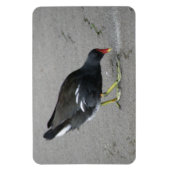 Funny Moorhen Nehmen Sie ein Bow Premium Magnet (Vertikal)