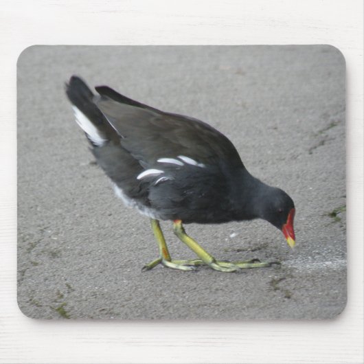 Funny Moorhen Nehmen Sie eine Bow Mousepad (Vorne)