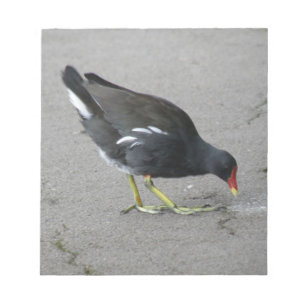 Funny Moorhen Nimm einen Bow Notepad Notizblock