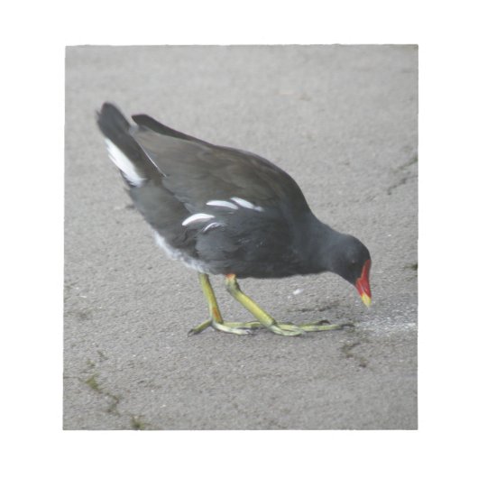Funny Moorhen Nimm einen Bow Notepad Notizblock (Vorderseite)