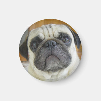Funny Mops Face Kühlschrank Magnet Kühlschrankmagn