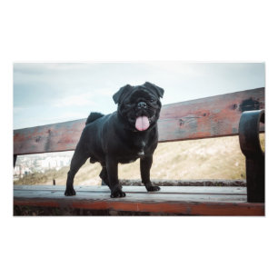 Funny Mops Fotodruck