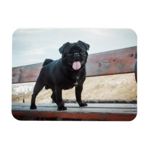 Funny Mops Magnet