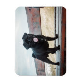 Funny Mops Magnet (Vertikal)