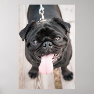 Funny Mops Poster