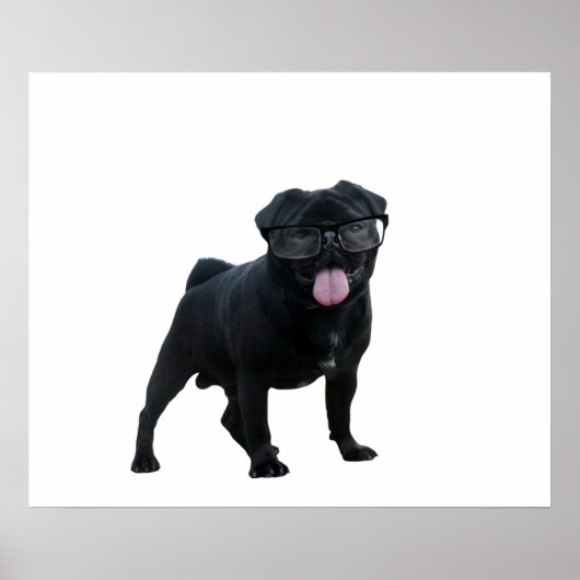 Funny Mops Poster (Vorne)