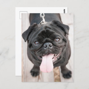 Funny Mops Postkarte