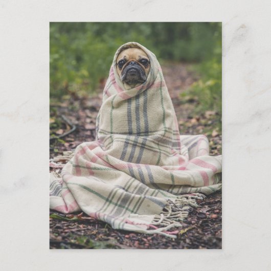 Funny Mops Postkarte (Vorderseite)
