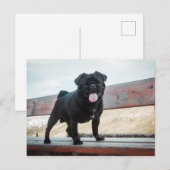 Funny Mops Postkarte (Vorne/Hinten)
