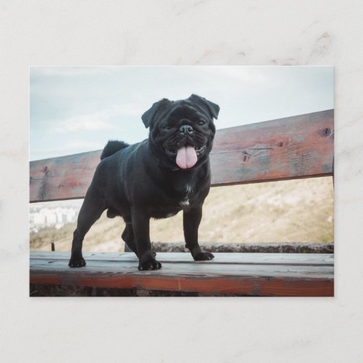 Funny Mops Postkarte (Vorderseite)