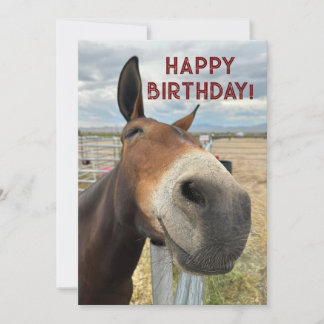FUNNY Mule Birthday Animal Card Real Eays Feiertagskarte