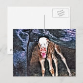 Funny Newborn Foal Postkarte (Vorne/Hinten)