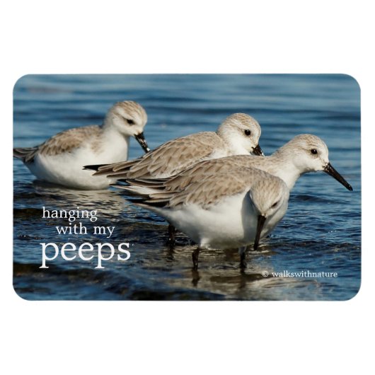 Funny Niedlich 4 Sanderlings Sandpipers am Strand Magnet (Horizontal)