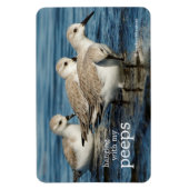 Funny Niedlich 4 Sanderlings Sandpipers am Strand Magnet (Vertikal)