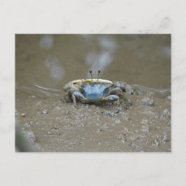 Funny Niedlich Blue Fiddler Crab on Mud Flats Foto Postkarte