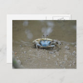 Funny Niedlich Blue Fiddler Crab on Mud Flats Foto Postkarte (Vorne/Hinten)