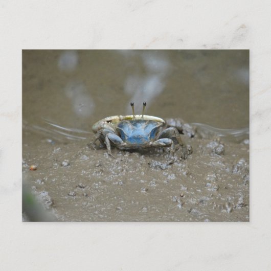 Funny Niedlich Blue Fiddler Crab on Mud Flats Foto Postkarte (Vorderseite)