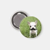 Funny Niedlich Chihuahua mit Mustache Magnet (Vorderseite/Rückseite)