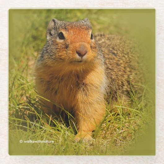 Funny Niedlich Curry Ground Squirrel Glasuntersetzer (Vorderseite)