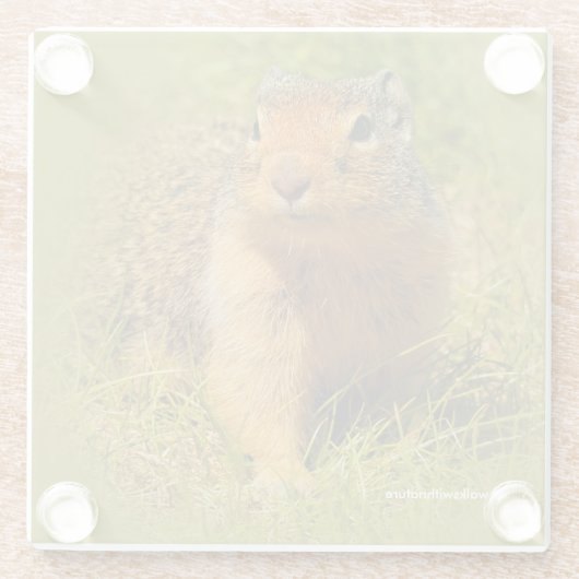 Funny Niedlich Curry Ground Squirrel Glasuntersetzer (Rückseite)