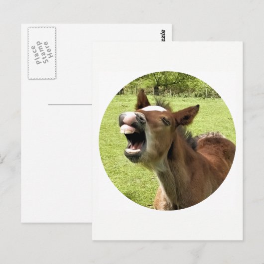FUNNY NIEDLICH FOAL POSTKARTE (Vorne/Hinten)