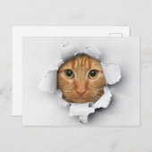Funny Niedlich Ginger Mackerel Tabby Cat Postkarte (Vorne/Hinten)