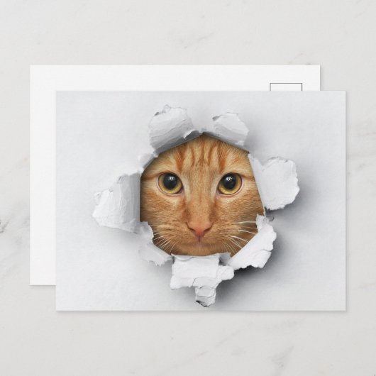Funny Niedlich Ginger Mackerel Tabby Cat Postkarte (Vorne/Hinten)