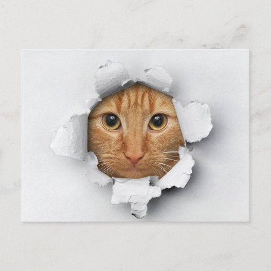 Funny Niedlich Ginger Mackerel Tabby Cat Postkarte (Vorderseite)