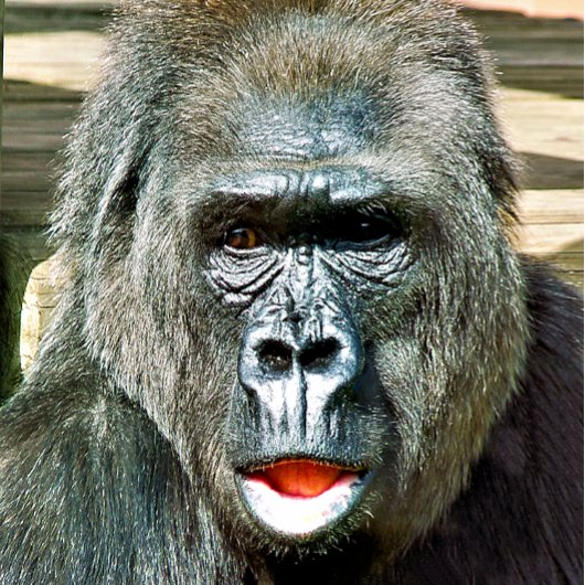 FUNNY NIEDLICH GORILLA FENSTERAUFKLEBER