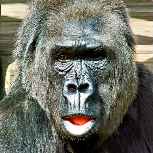 FUNNY NIEDLICH GORILLA FLASCHENÖFFNER