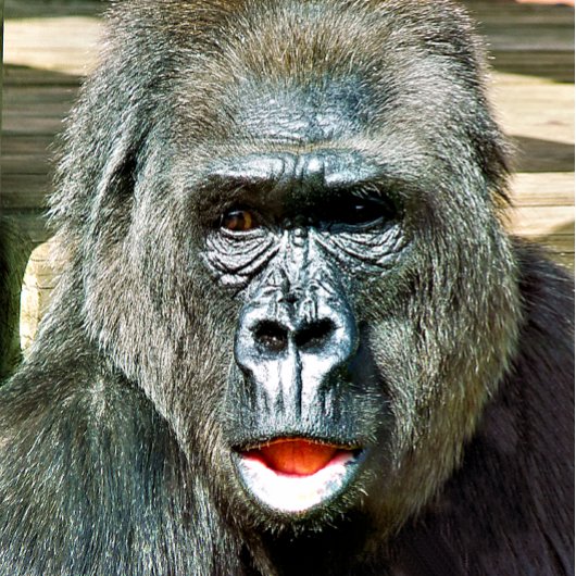 FUNNY NIEDLICH GORILLA GOLFBALL