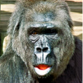 FUNNY NIEDLICH GORILLA KARTE