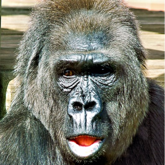 FUNNY NIEDLICH GORILLA POSTER
