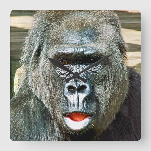 FUNNY NIEDLICH GORILLA QUADRATISCHE WANDUHR (Vorderseite)