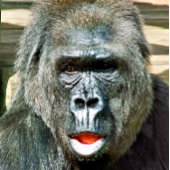 FUNNY NIEDLICH GORILLA QUADRATISCHE WANDUHR