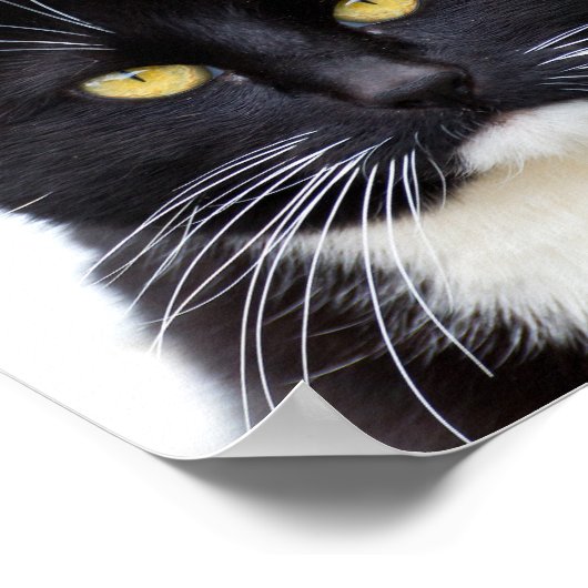 Funny Niedlich Grumpy Black Cat Poster (Ecke)