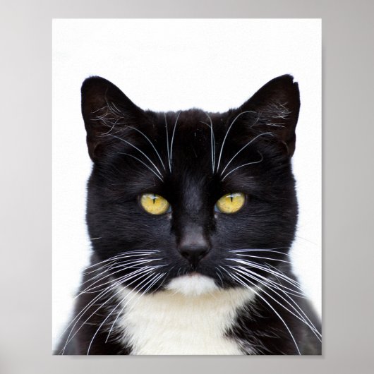 Funny Niedlich Grumpy Black Cat Poster (Vorne)