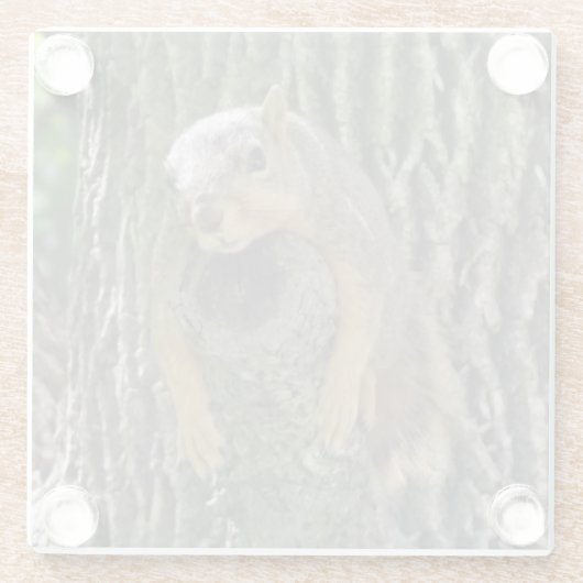Funny Niedlich Lazy Eichhörnchen auf Baumzweig Glasuntersetzer (Rückseite)