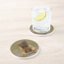 Funny Niedlich Saucy Columbian Ground Eichhörnchen