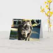 Funny Old Black Möpse Birthday Card Karte (Gelbe Blume)