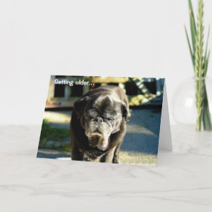 Funny Old Black Möpse Birthday Card Karte